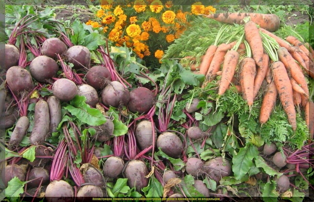 Секреты успешного урожая свеклы и моркови: важные советы для июльской подкормки