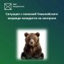 Ситуация с поимкой Гималайского медведя находится на контроле