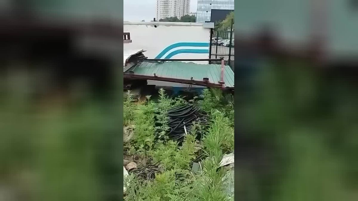 Во Владивостоке в районе Эгершельда бегает медведь