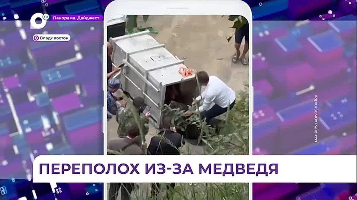 Во Владивостоке на Эгершельде завершена операция по отлову медведя
