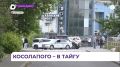 Переполошившего Владивосток медвежонка выпустили в тайгу