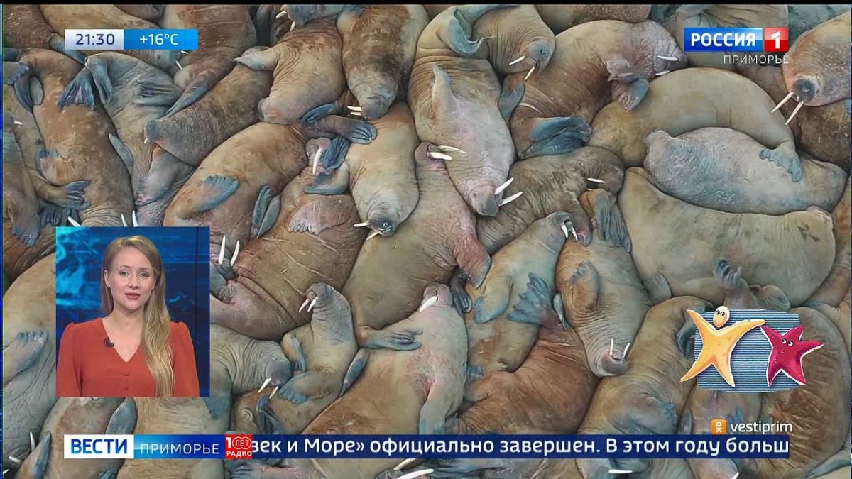 Приём заявок на 22-ой международный фестиваль морской документалистики «Человек и Море» официально завершён