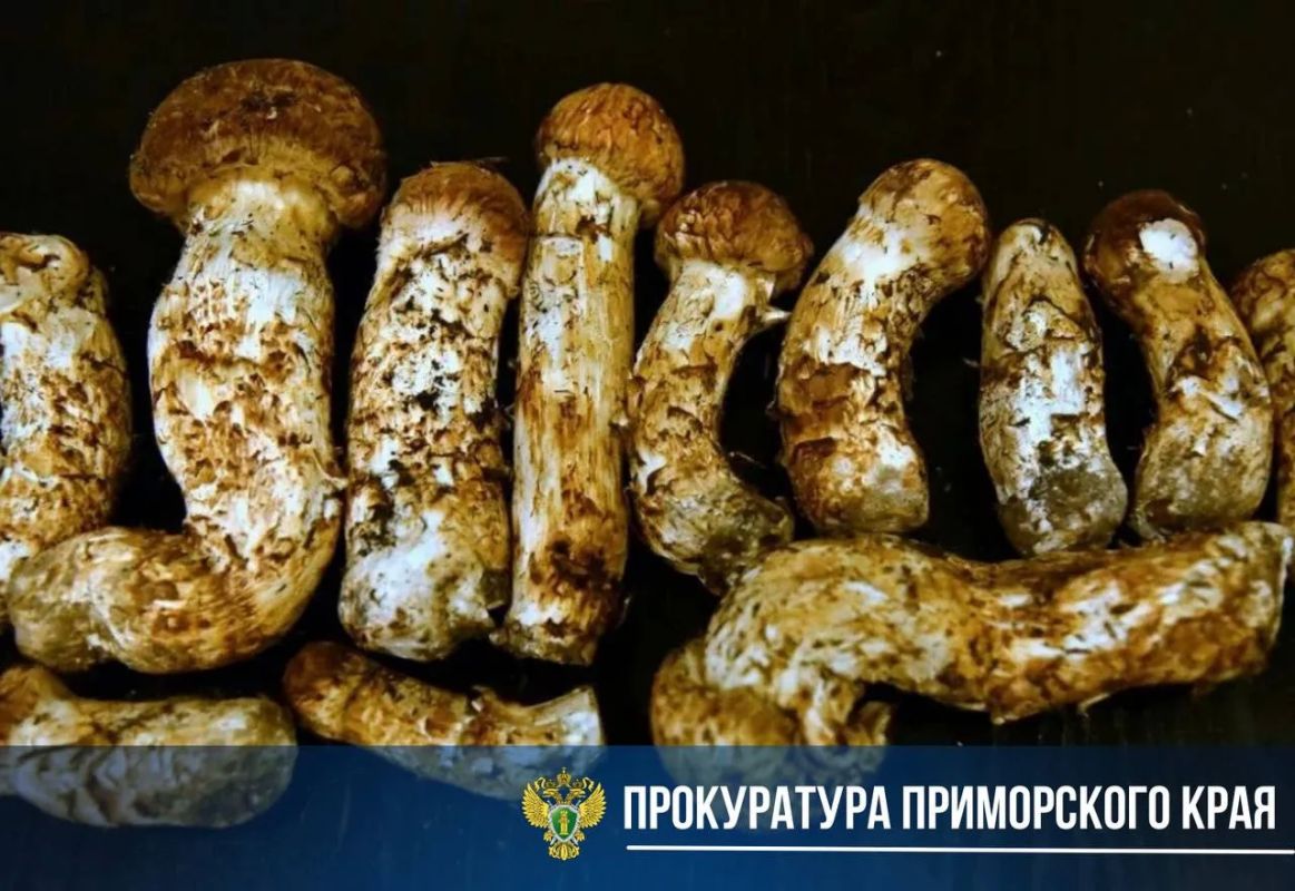 В Приморье суд рассмотрит уголовное дело о незаконном обороте особо ценных грибов и женьшеня, занесённых в Красную книгу