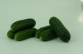 Огурец Канцлер: идеальный выбор для теплиц с отменным вкусом