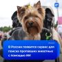 Уникальный сервис для поиска пропавших питомцев запустят в России