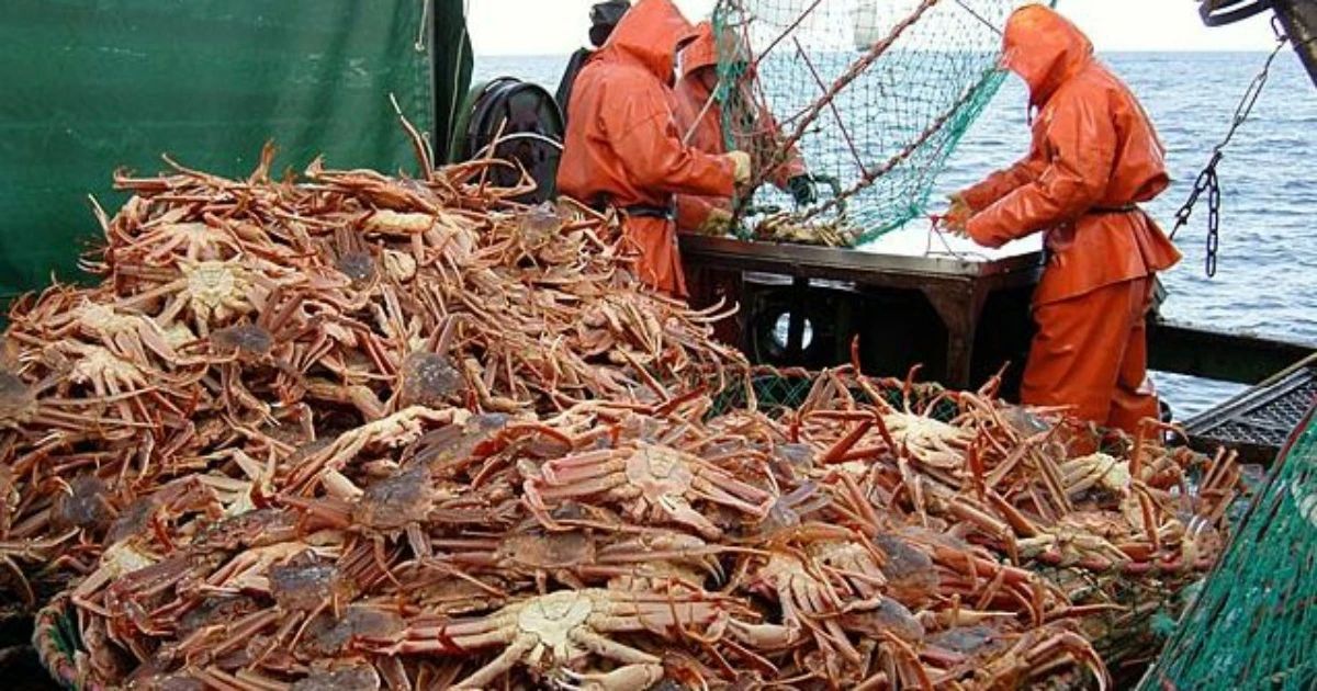 Дальневосточный краб выходит на рынок Кореи