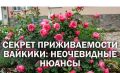 Роза флорибунда Вайкики: идеальная посадка для успеха
