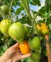 Томаты сезона: секреты успеха и неожиданные находки