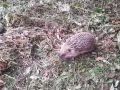 Во время покоса травы на острове Русский рабочие случайно встретились с очаровательным семейством ежей