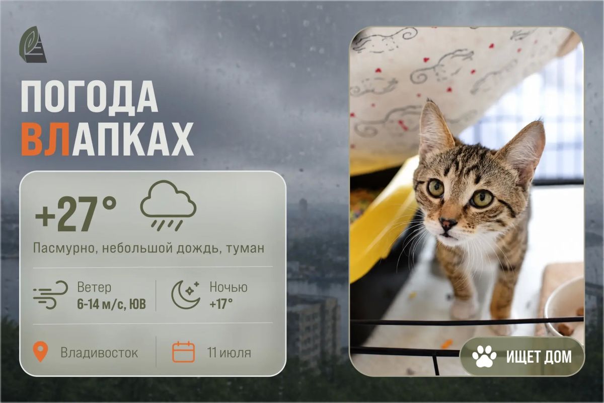 #ПогодаВЛапках. Облачно, небольшая морось