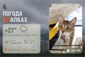 #ПогодаВЛапках. Облачно, небольшая морось