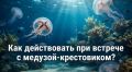 Приморцев предупреждают об активизации медуз-крестовиков