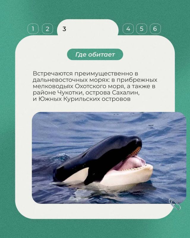 14 июля будет отмечаться Всемирный день косатки — одного из самых известных и удивительных обитателей Мирового океана 14 июля будет отмечаться Всемирный день косатки — одного из самых известных и удивительных обитателей Мирового океана