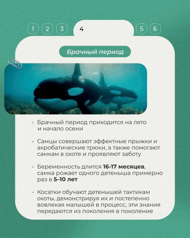 14 июля будет отмечаться Всемирный день косатки — одного из самых известных и удивительных обитателей Мирового океана 14 июля будет отмечаться Всемирный день косатки — одного из самых известных и удивительных обитателей Мирового океана