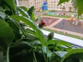Цветущие чудеса: как радуют весной экзотические комнатные растения