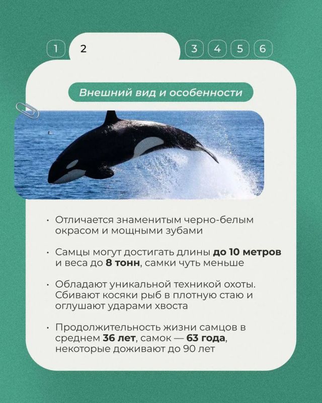 14 июля будет отмечаться Всемирный день косатки — одного из самых известных и удивительных обитателей Мирового океана 14 июля будет отмечаться Всемирный день косатки — одного из самых известных и удивительных обитателей Мирового океана