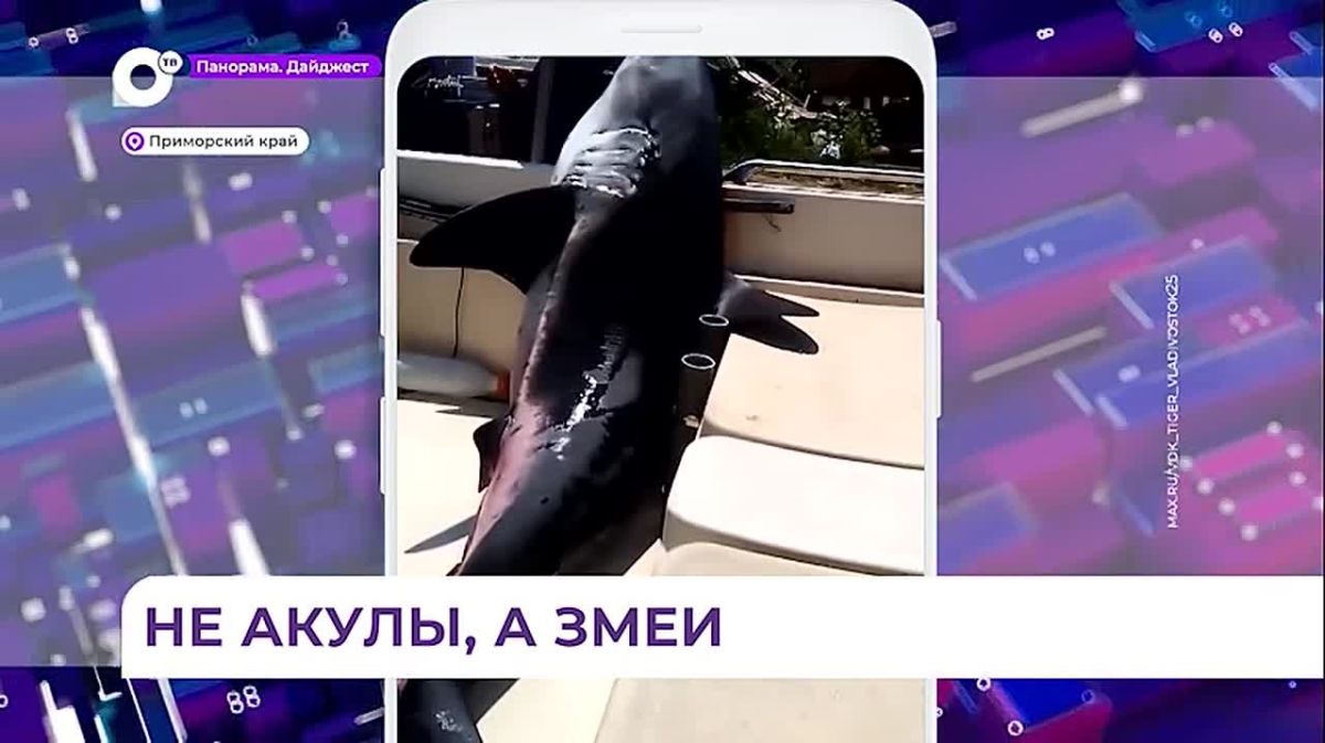 Эколог: в Приморье этим летом будут опасны не акулы, а змеи
