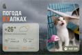 #ПогодаВЛапках. Облачно. Сегодня в прогнозе веселая Люсьен – невероятно нежная, утончённая девочка