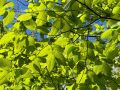 Жара до +35 °C ожидается в Приморье в выходные