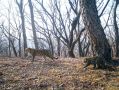 В нацпарке «Земля леопарда» в Приморье ученые впервые зафиксировали потомство редкой дальневосточной леопардессы Сахаринки (Leo 204F), прославившейся благодаря фотоконкурсу Русского географического общества «Самая красивая...