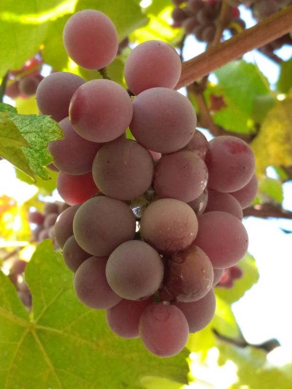 Курица, сливы и сырники