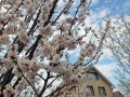 Осмысленная повесть садовых тайн и мелких вредителей