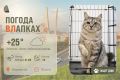 #ПогодаВЛапках. Облачно. В прогнозе королевская кошка Принцесса – роскошная молодая кошечка, которой сейчас 2,5 года