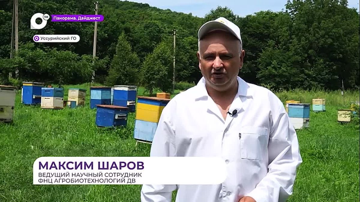 В Приморье дальневосточная пчела стала настоящим селекционным достижением