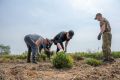 Леса Приморья восстанавливают быстрее плана