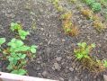 Как качественно высадить клубнику осенью: секреты успешного урожая