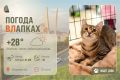 #ПогодаВЛапках. Облачно с прояснением