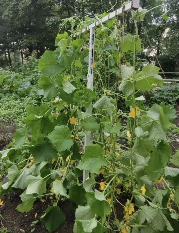 Первый урожай юных агрономов из Артёма! Первый урожай юных агрономов из Артёма!