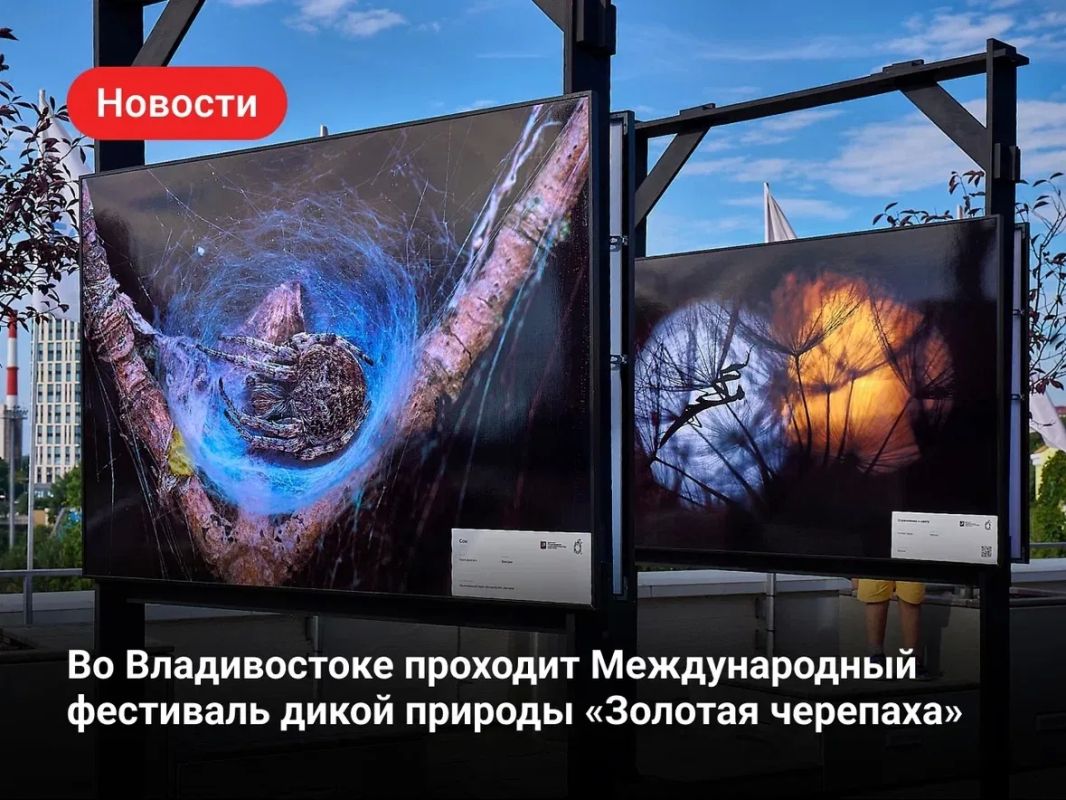 До 30 сентября во Владивостоке при поддержке Президентского фонда природы проходит Международный фестиваль дикой природы «Золотая черепаха»