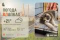 #ПогодаВЛапках. Облачно, возможен небольшой дождь