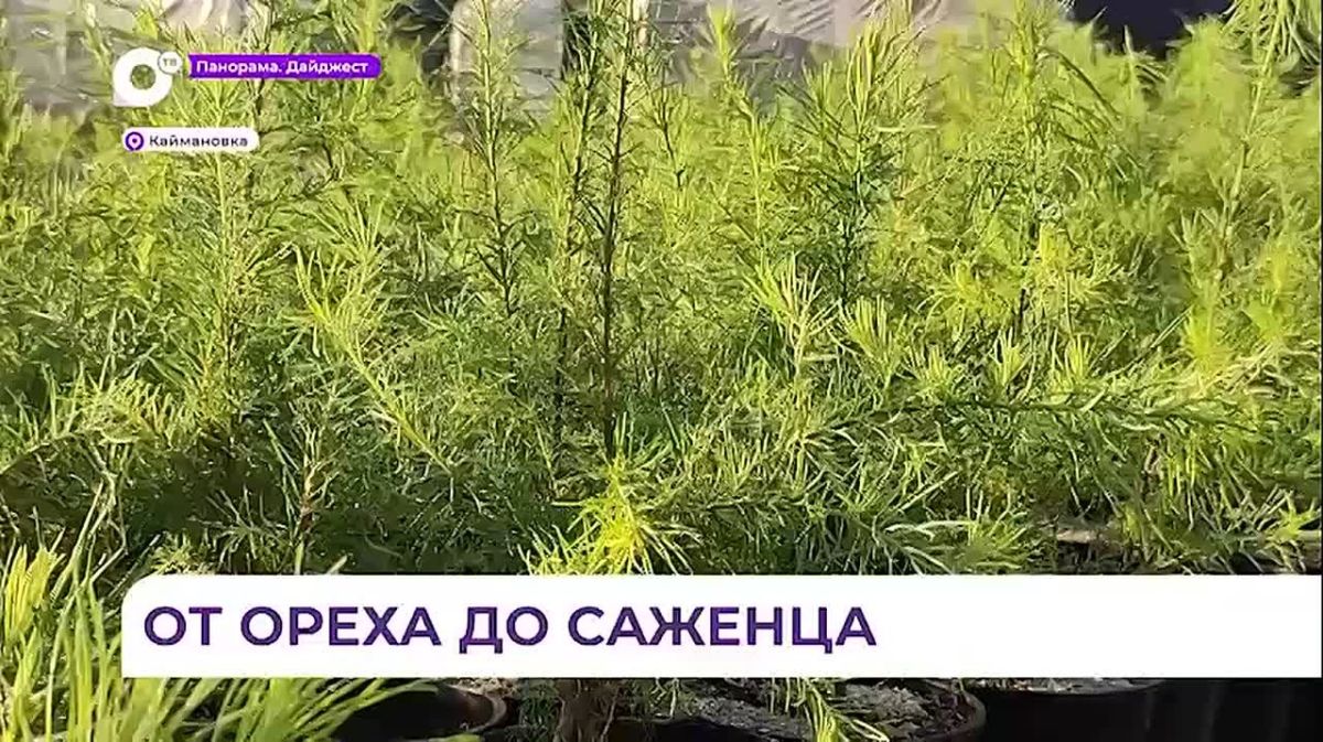 Тепличный комплекс в Каймановке поставляет качественные саженцы для лесовосстановления