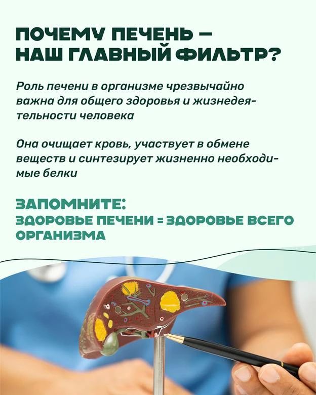 Здоровье печени начинается с простых привычек Здоровье печени начинается с простых привычек
