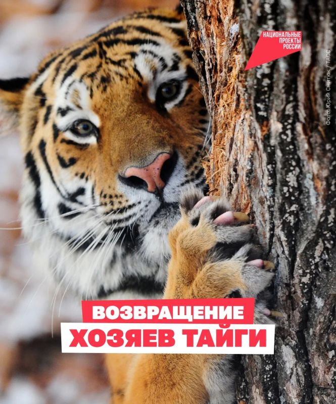 Чтобы спасти амурского тигра, людям пришлось остаться незаметными