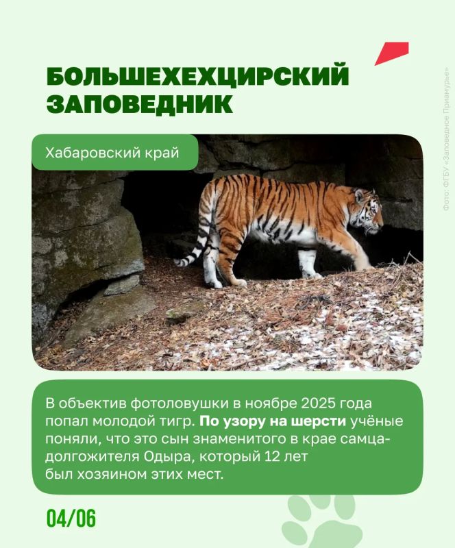 Чтобы спасти амурского тигра, людям пришлось остаться незаметными Чтобы спасти амурского тигра, людям пришлось остаться незаметными