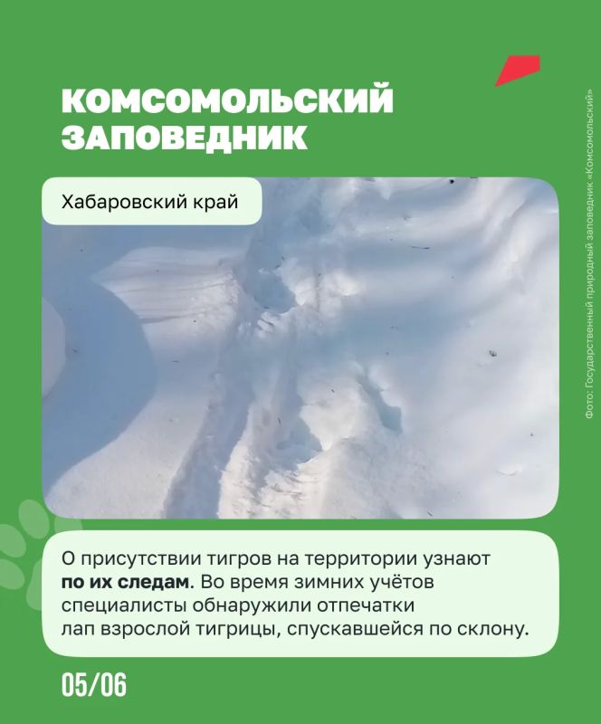 Чтобы спасти амурского тигра, людям пришлось остаться незаметными Чтобы спасти амурского тигра, людям пришлось остаться незаметными