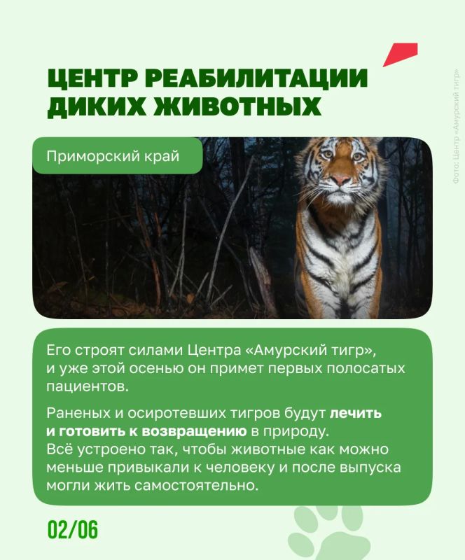 Чтобы спасти амурского тигра, людям пришлось остаться незаметными Чтобы спасти амурского тигра, людям пришлось остаться незаметными