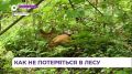 Спасатели из Приморья десятками выводят из леса заблудившихся грибников