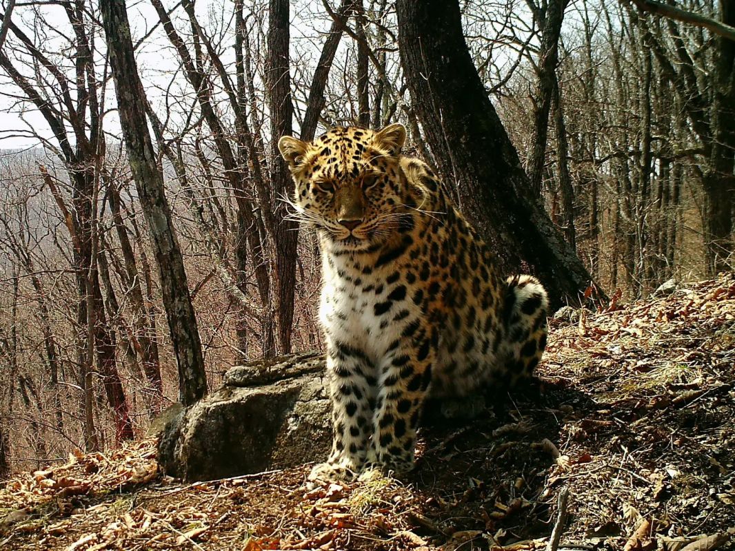 Подопечная Памелы Андерсон «переехала» в Китай