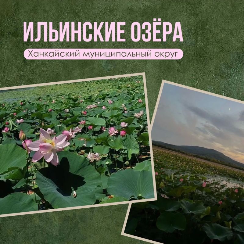 Где любоваться цветением лотосов в Приморье? Где любоваться цветением лотосов в Приморье?