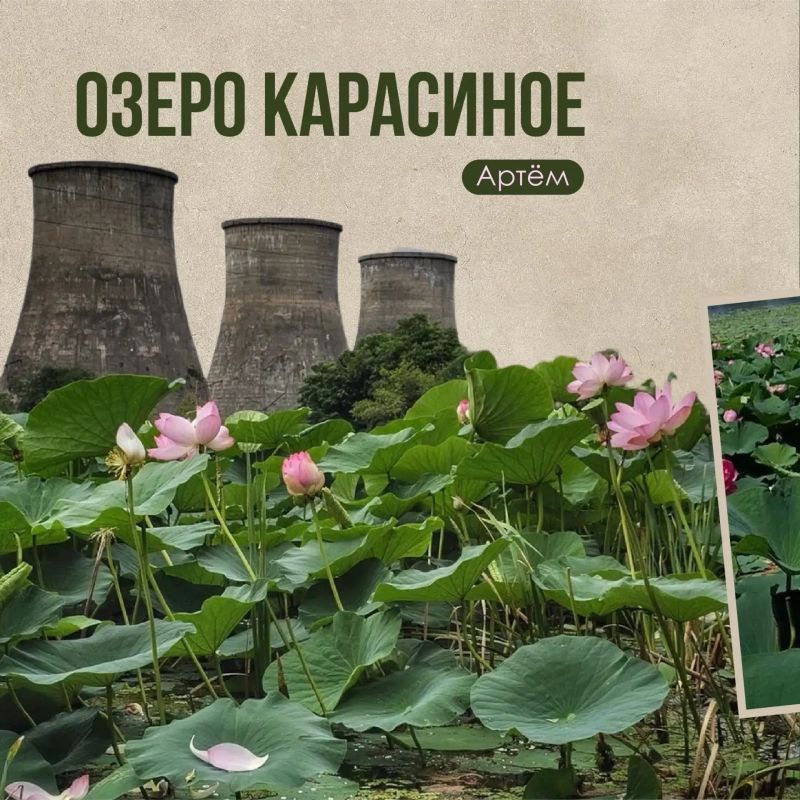 Где любоваться цветением лотосов в Приморье? Где любоваться цветением лотосов в Приморье?