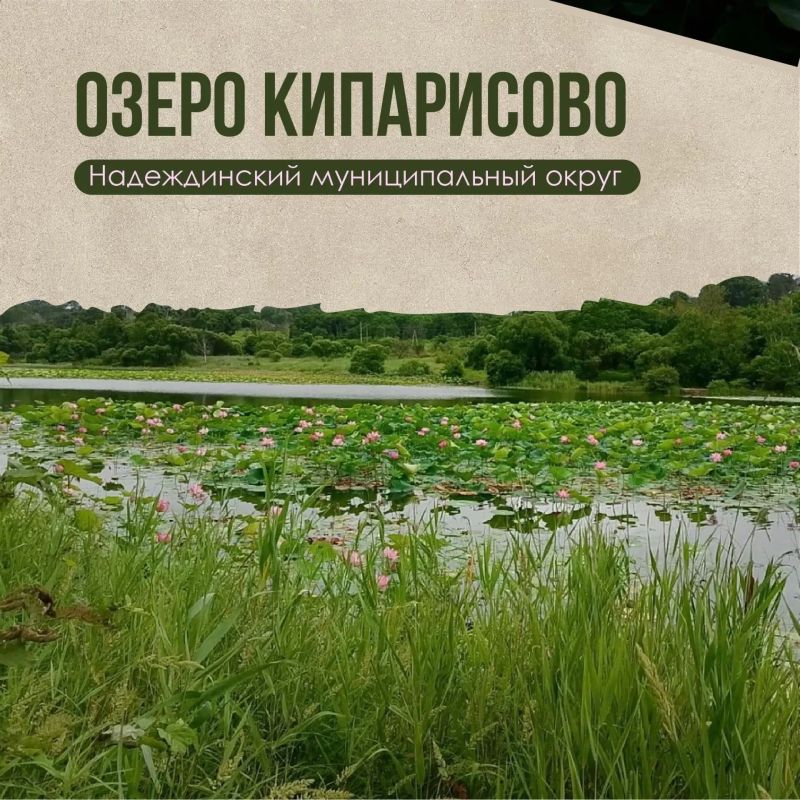 Где любоваться цветением лотосов в Приморье? Где любоваться цветением лотосов в Приморье?