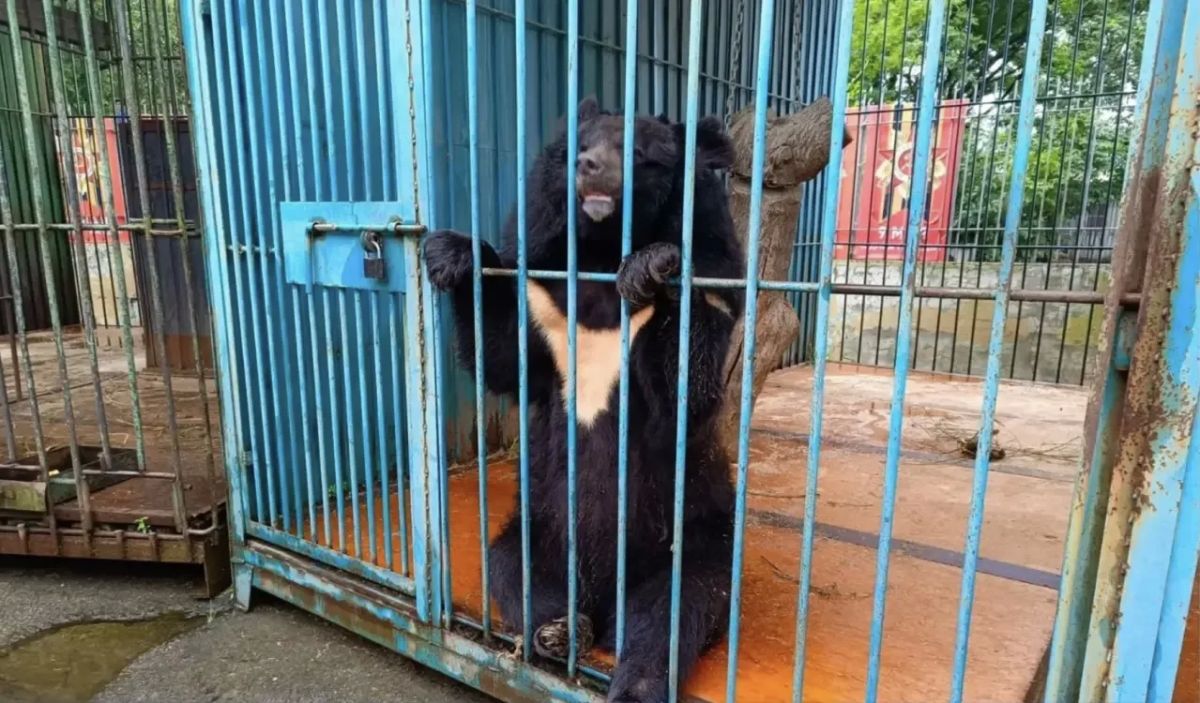 Женщина, пострадавшая от медведя в Уссурийске, находится в реанимации