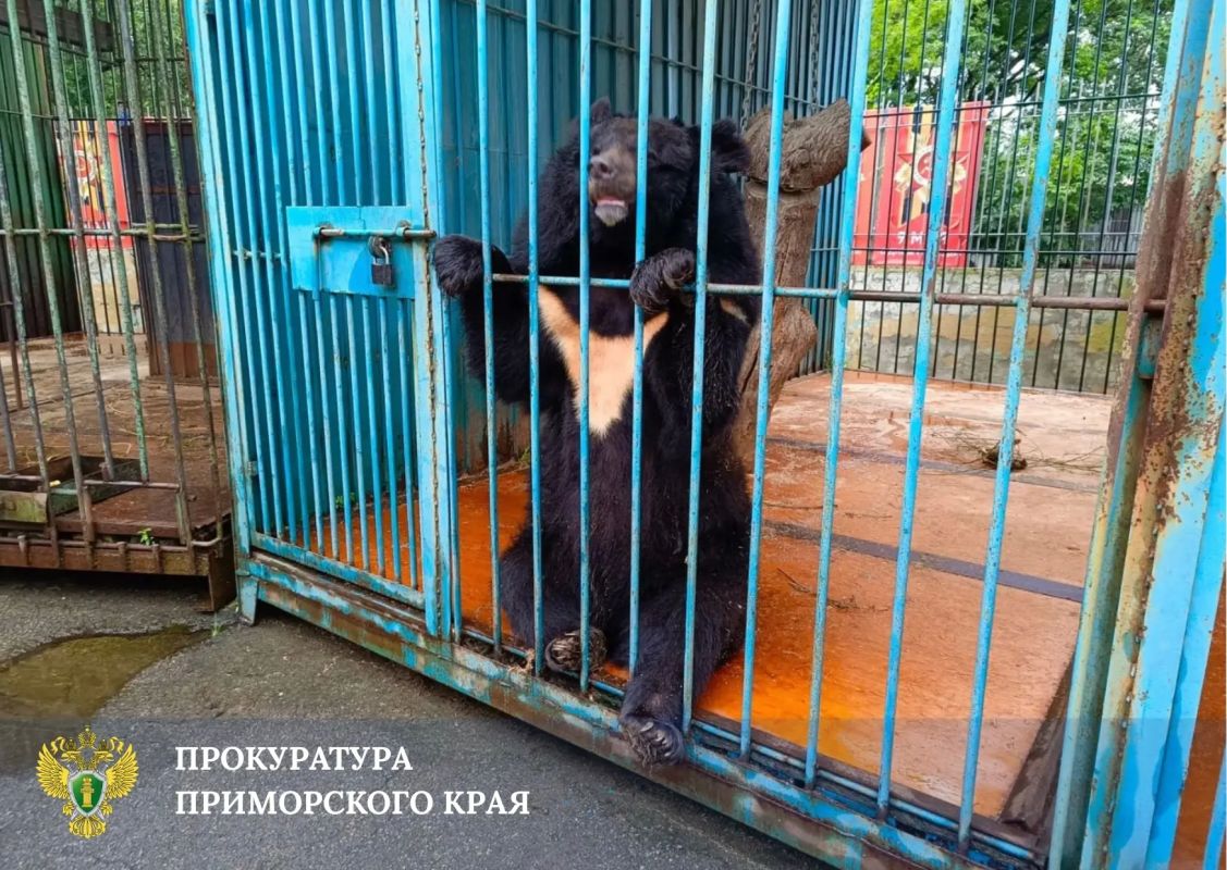 Прокуратура начала проверку проверку по факту нападения медведя на сотрудницу зоопарка в Уссурийске Прокуратура начала проверку проверку по факту нападения медведя на сотрудницу зоопарка в Уссурийске