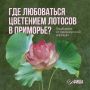 Где любоваться цветением лотосов в Приморье?