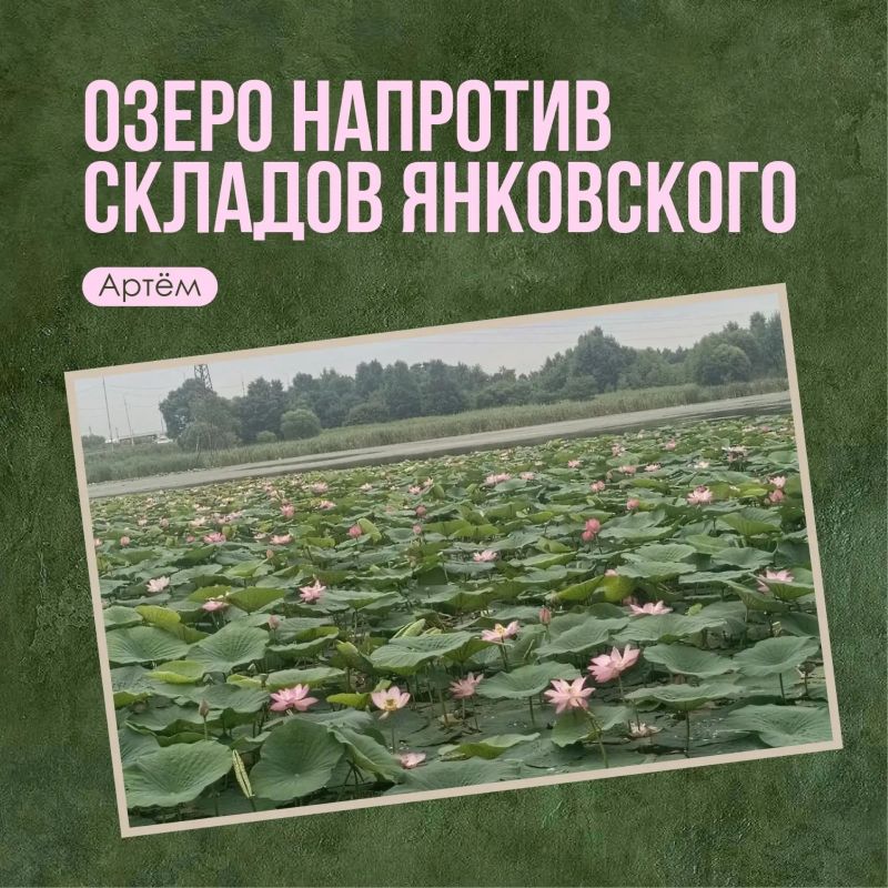 Где любоваться цветением лотосов в Приморье? Где любоваться цветением лотосов в Приморье?
