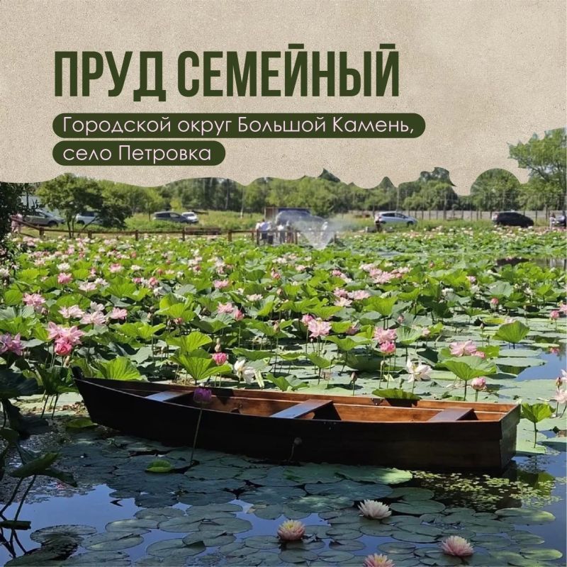 Где любоваться цветением лотосов в Приморье? Где любоваться цветением лотосов в Приморье?
